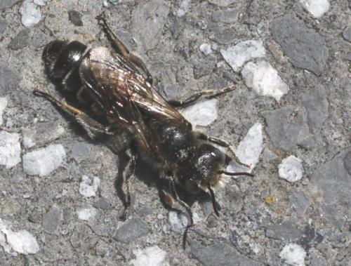 Réf. 220 582 : Hoplitis adunca